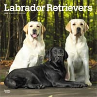 image Lab Retriever 2026 Wall Calendar