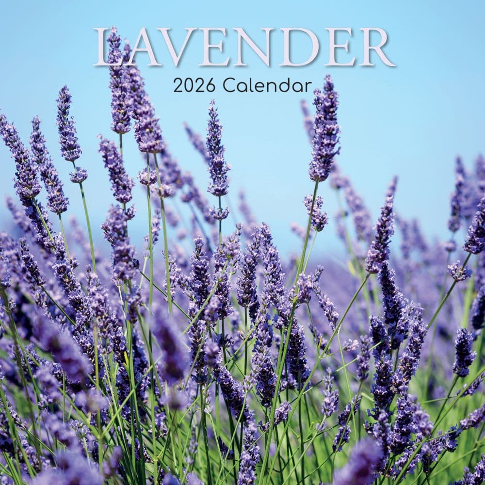 Lavender 2026 Wall Calendar  Main Image