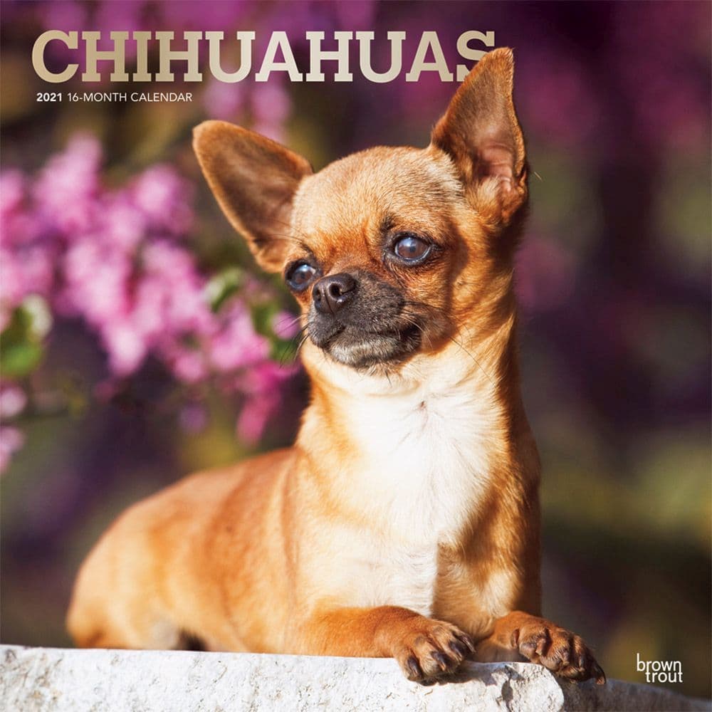 Chihuahuas Wall Calendar