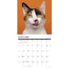 image What Cats Teach Us 2026 Wall Calendar Second Alternate Image