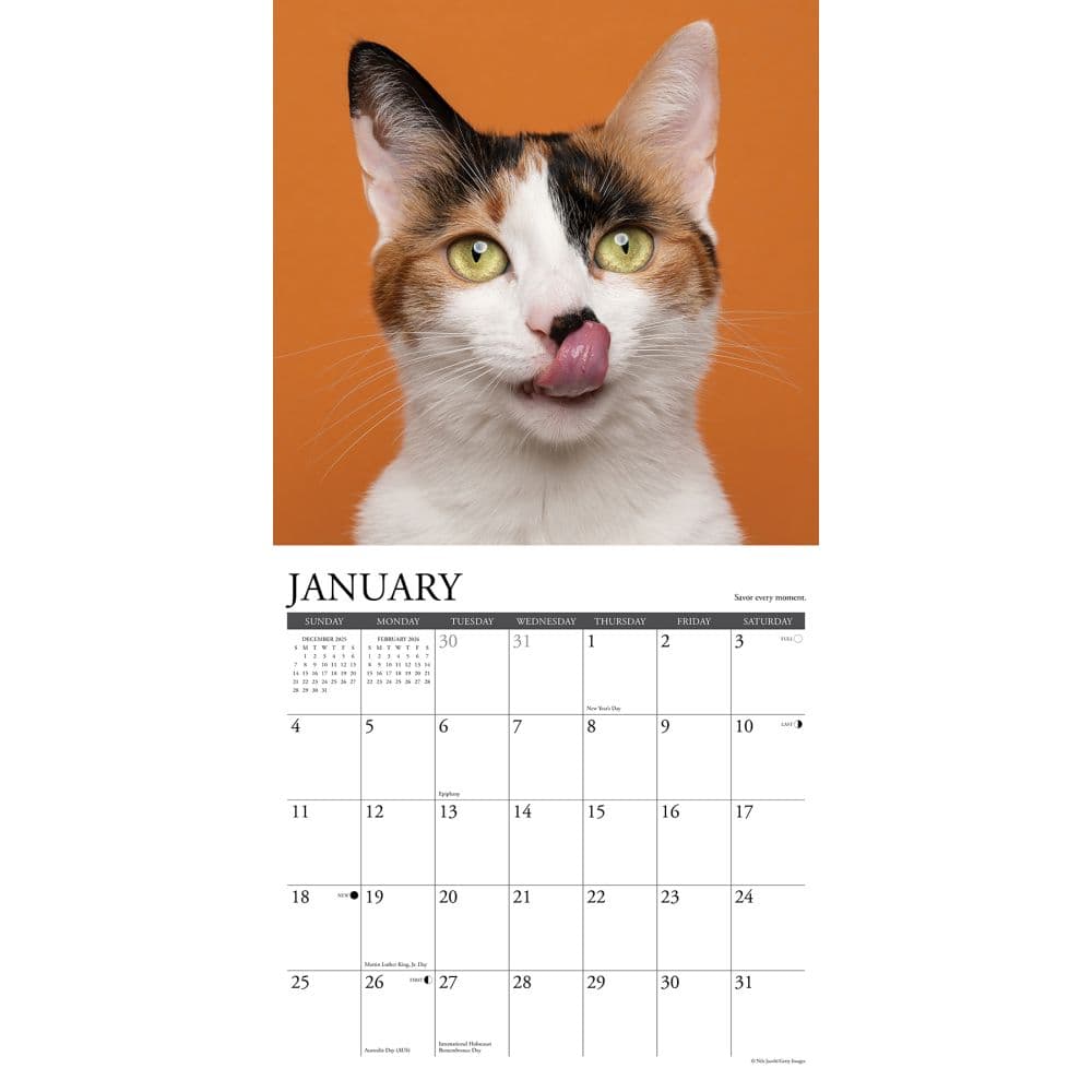 What Cats Teach Us 2026 Wall Calendar Second Alternate Image