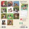 image Boxer Puppies 2025 Mini Wall Calendar First Alternate Image width=&quot;1000&quot; height=&quot;1000&quot;