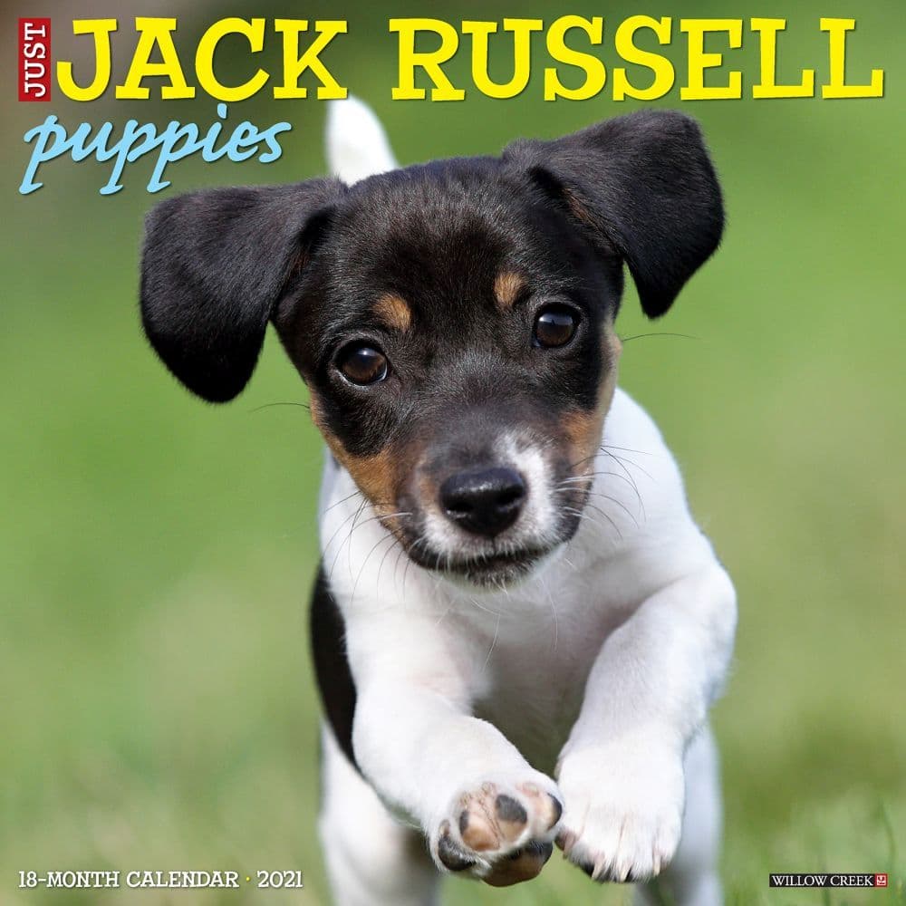 Jack Russell Puppies Wall Calendar