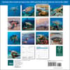 image Sea Turtles 2026 Mini Wall Calendar First Alternate Image