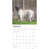 image Mastiffs 2025 Wall Calendar Second Alternate Image width=&quot;1000&quot; height=&quot;1000&quot;