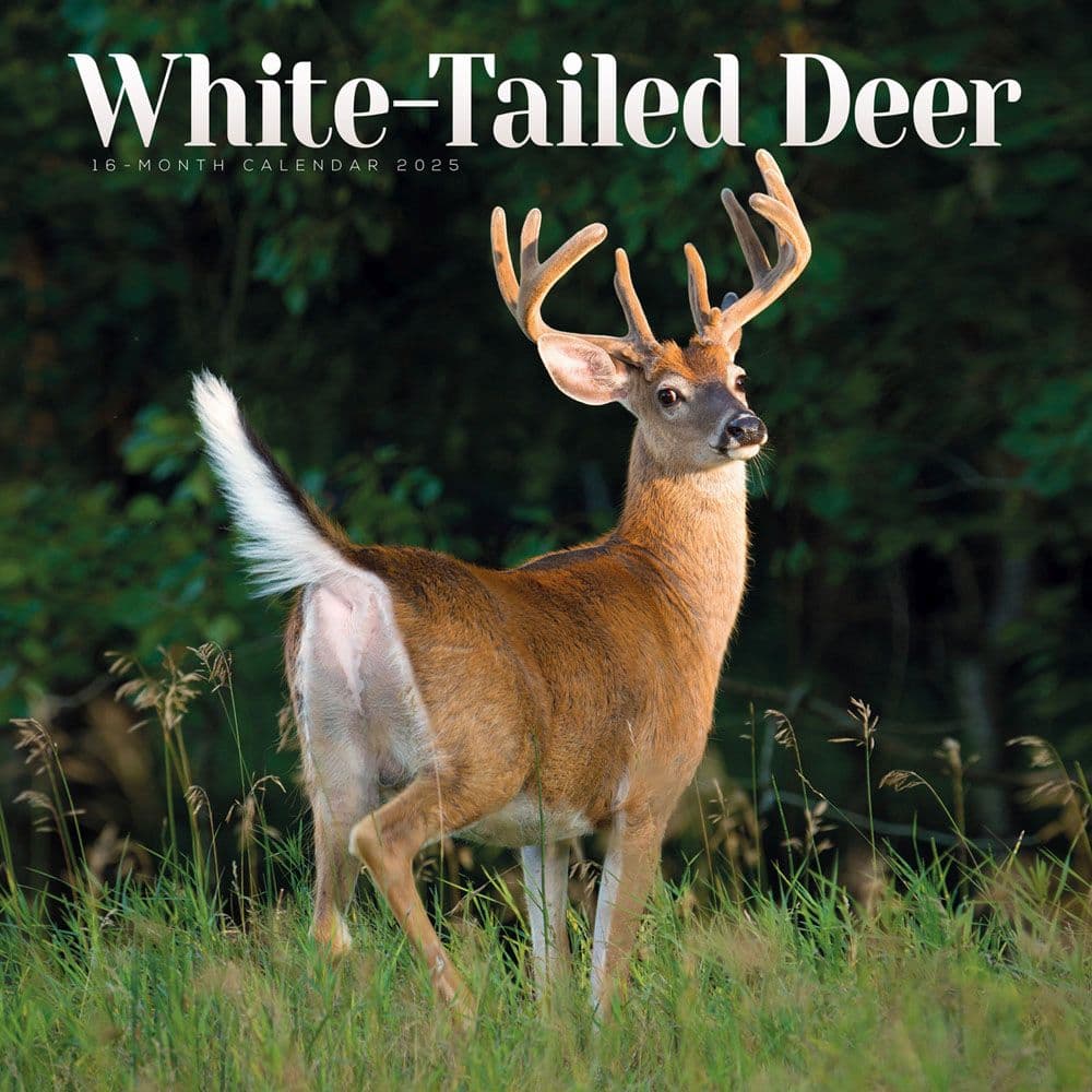 White Tailed Deer 2025 Wall Calendar