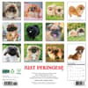 image Pekingese Just 2026 Wall Calendar First Alternate Image