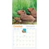 image Capybara 2026 Wall Calendar Fourth Alternate Image