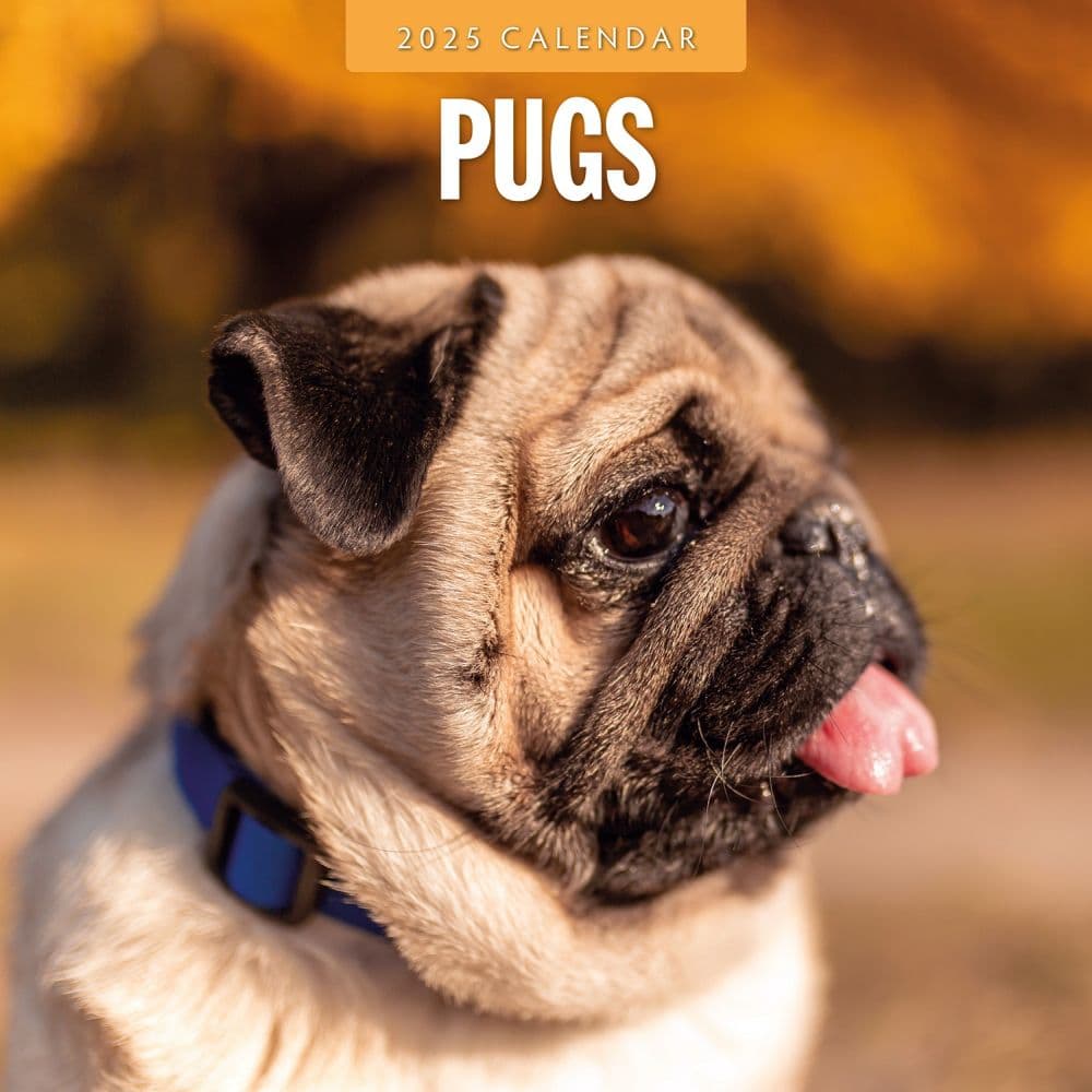 Pugs 2025 Wall Calendar Main Image