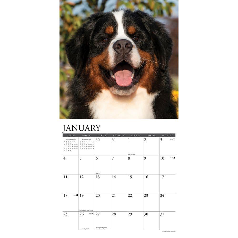Just Bernese Mountain Dogs 2026 Wall Calendar Second Alternate Image