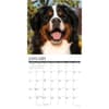 image Just Bernese Mountain Dogs 2026 Wall Calendar Second Alternate Image
