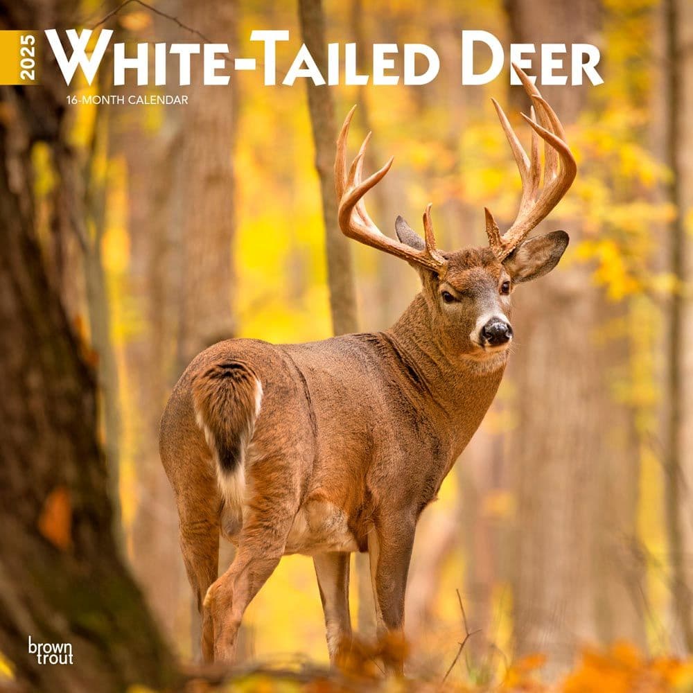 image White Tailed Deer 2025 Wall Calendar  Main Image