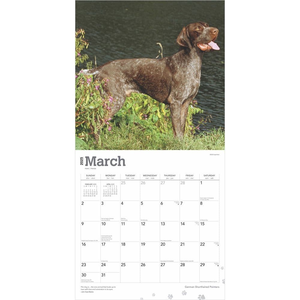 German Shorthaired Pointers 2025 Wall Calendar