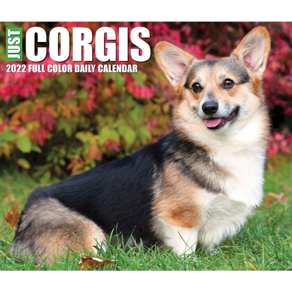 Corgi Calendar 2022 Just Corgis 2022 Desk Calendar - Calendars.com
