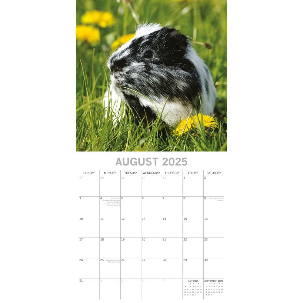 Guinea Pigs 2025 Wall Calendar Third Alternate Image width=&quot;1000&quot; height=&quot;1000&quot;