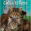 image Cats And Kittens 2025 Desk Calendar