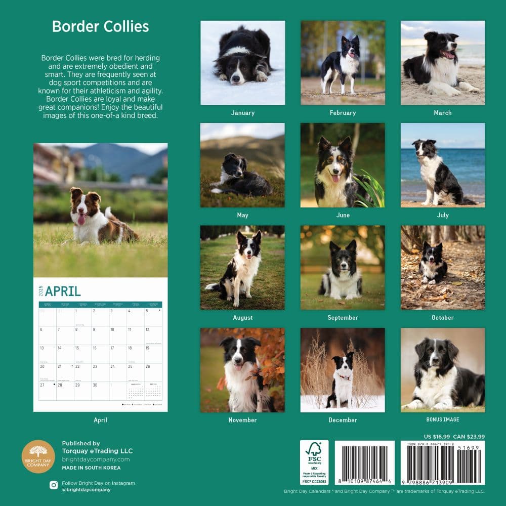 Border Collies 2025 Wall Calendar First Alternate Image