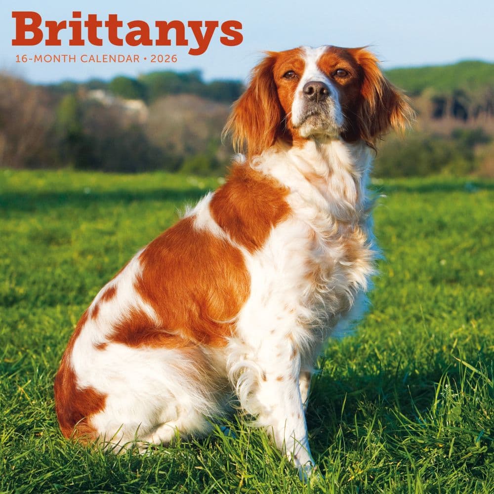 Brittanys 2026 Wall Calendar Main Product Image