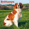 image Brittanys 2026 Wall Calendar Main Product Image
