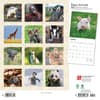 image Baby Animals 2024 Wall Calendar First Alternate Image width=&quot;1000&quot; height=&quot;1000&quot;
