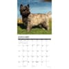 image Just Cairn Terrier 2025 Wall Calendar
