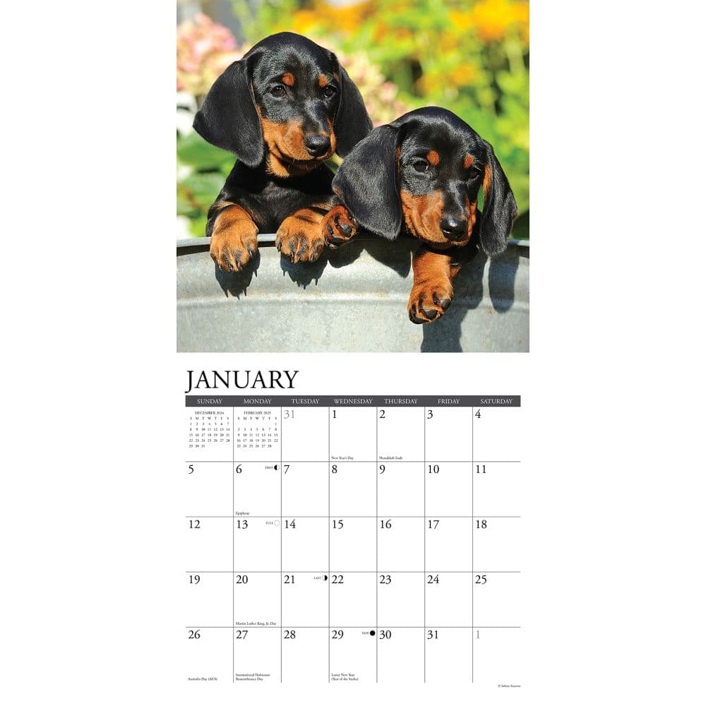 Just Dachshund Puppies 2025 Wall Calendar Second Alternate Image width=&quot;1000&quot; height=&quot;1000&quot;