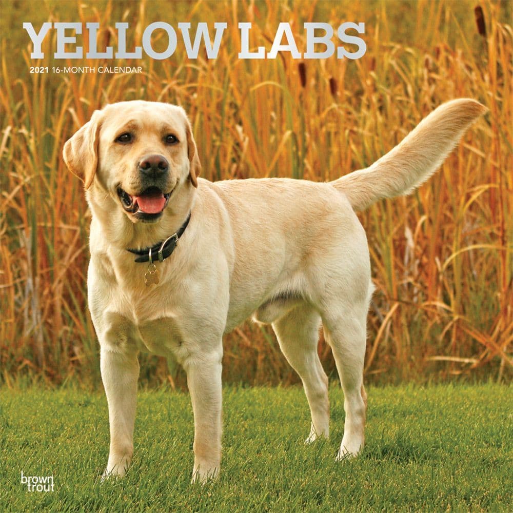 yellow lab