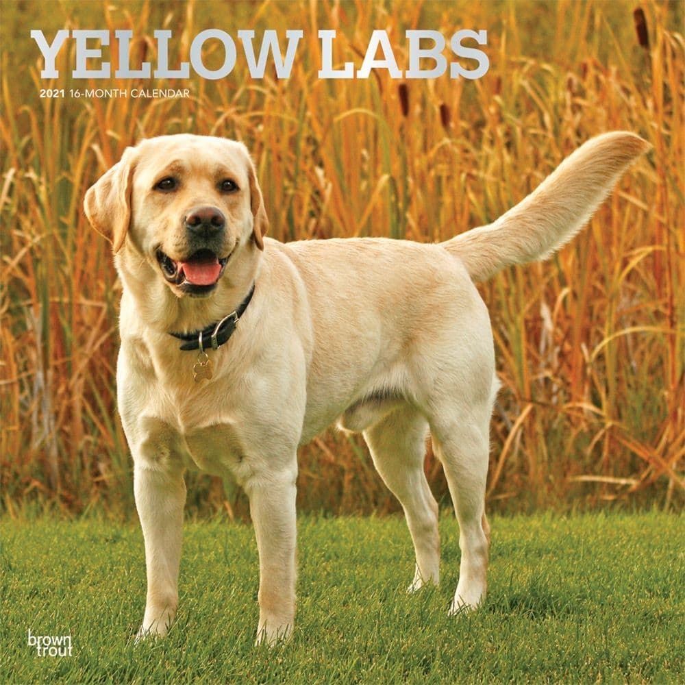 Lab Retriever Yellow Wall Calendar 