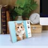 image Cats 2026 Desk Calendar Second Alternate Image