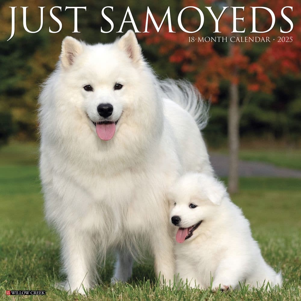 Just Samoyeds 2025 Wall Calendar Main Image