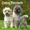 image Cairn Terriers 2024 Mini Wall Calendar Main Product Image width=&quot;1000&quot; height=&quot;1000&quot;