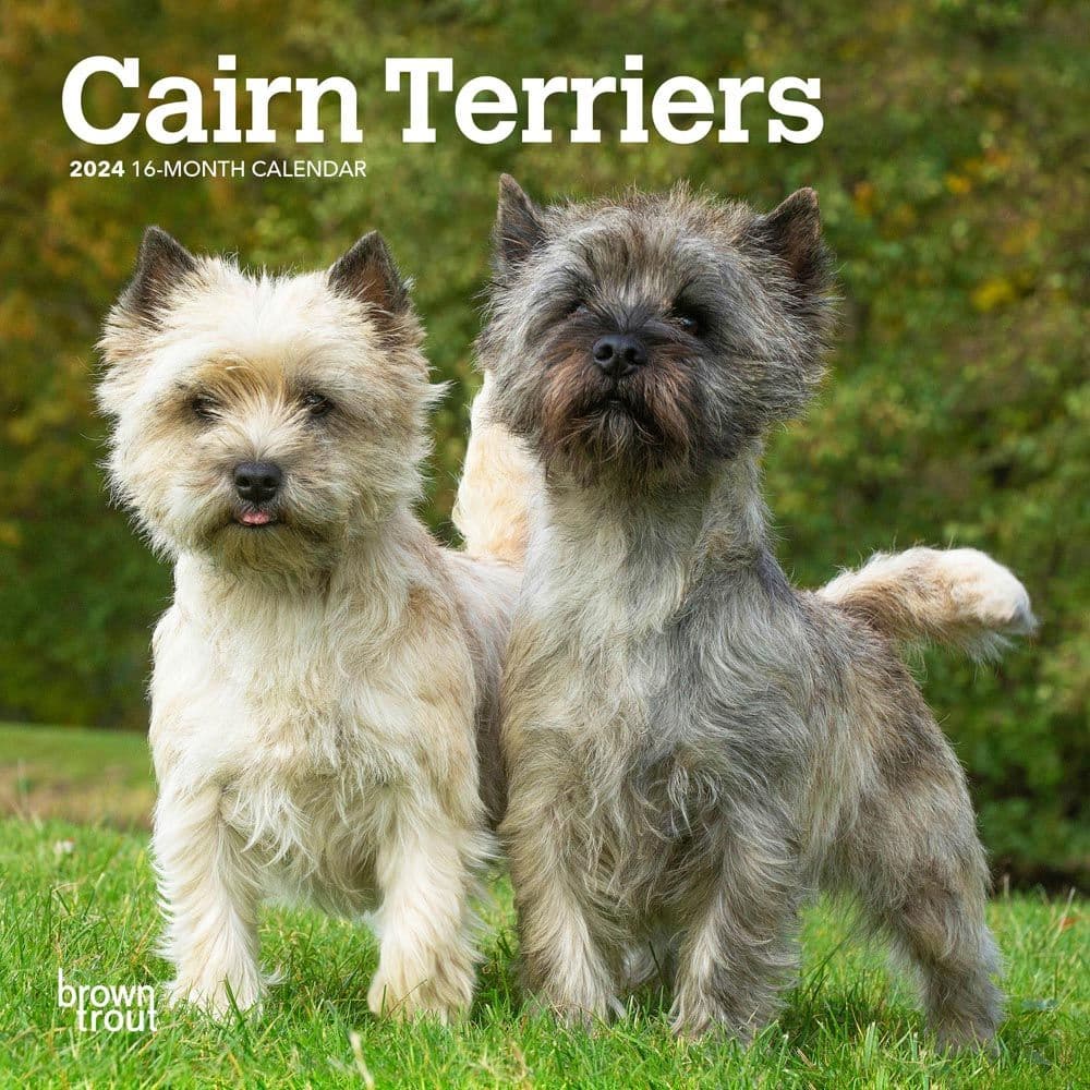 Cairn Terriers 2024 Mini Wall Calendar Main Product Image width=&quot;1000&quot; height=&quot;1000&quot;