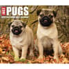 image Just Pugs 2026 Desk Calendar Fourth Alternate Image