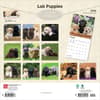 image Lab Retriever Puppies 2026 Wall Calendar