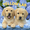 image Yellow Lab Retriever Puppies 2024 Wall Calendar Main Product Image width=&quot;1000&quot; height=&quot;1000&quot;