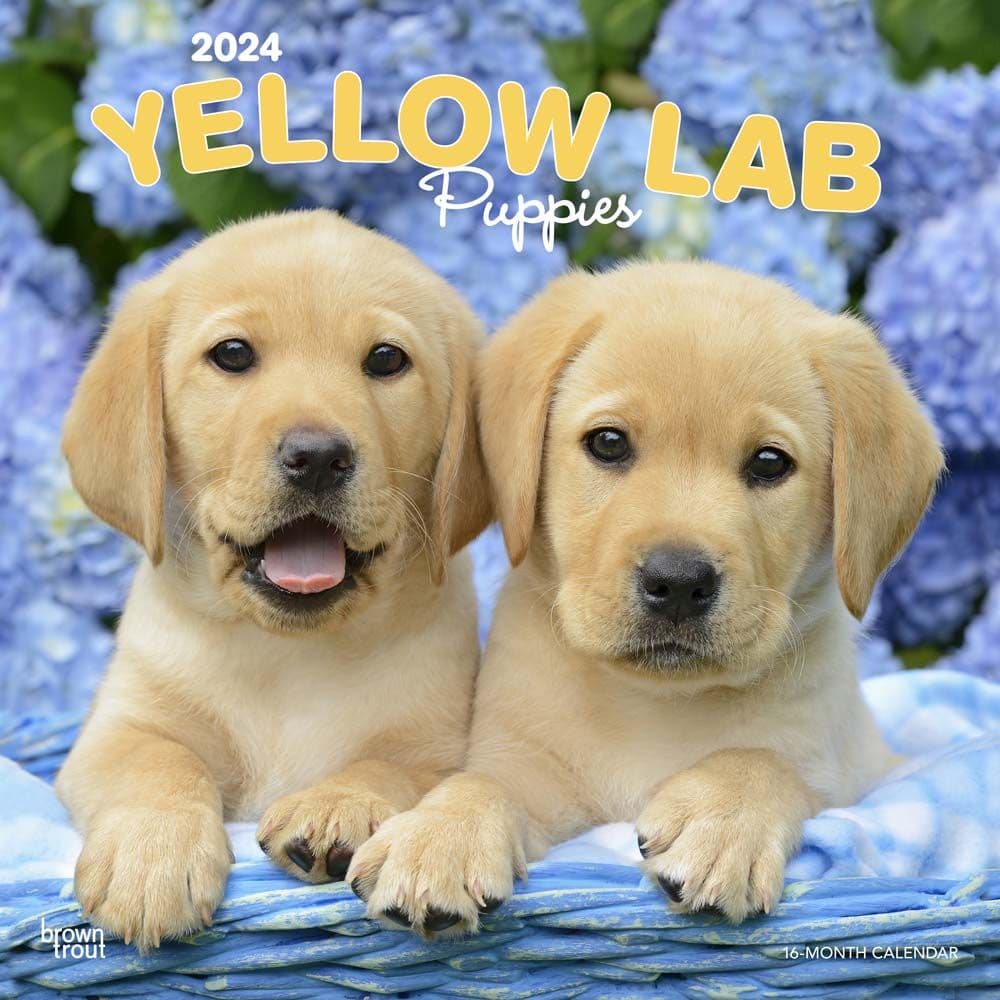 Yellow Lab Retriever Puppies 2024 Wall Calendar Main Product Image width=&quot;1000&quot; height=&quot;1000&quot;