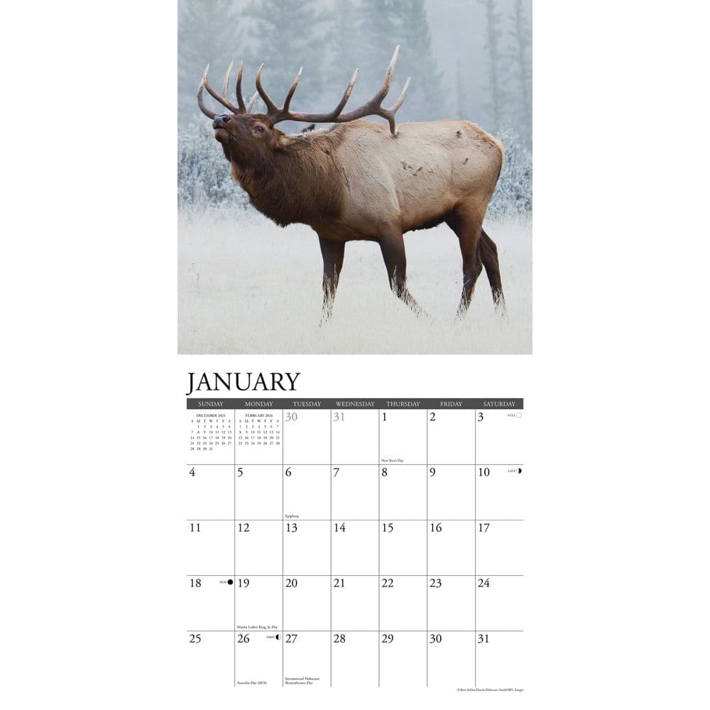 Elk Bull 2026 Wall Calendar Second Alternate Image
