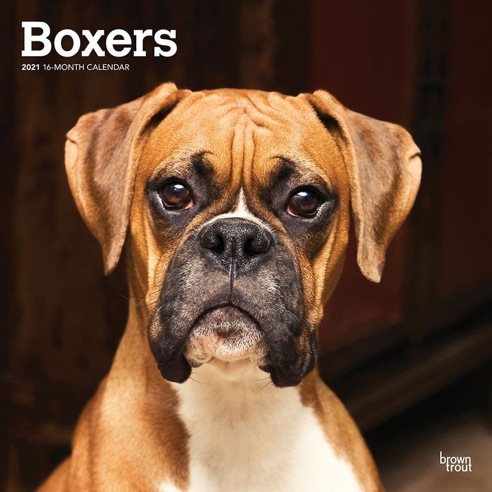... Boxers International Edition 2022 12 x 12 Inch Monthly Square Wall Calendar