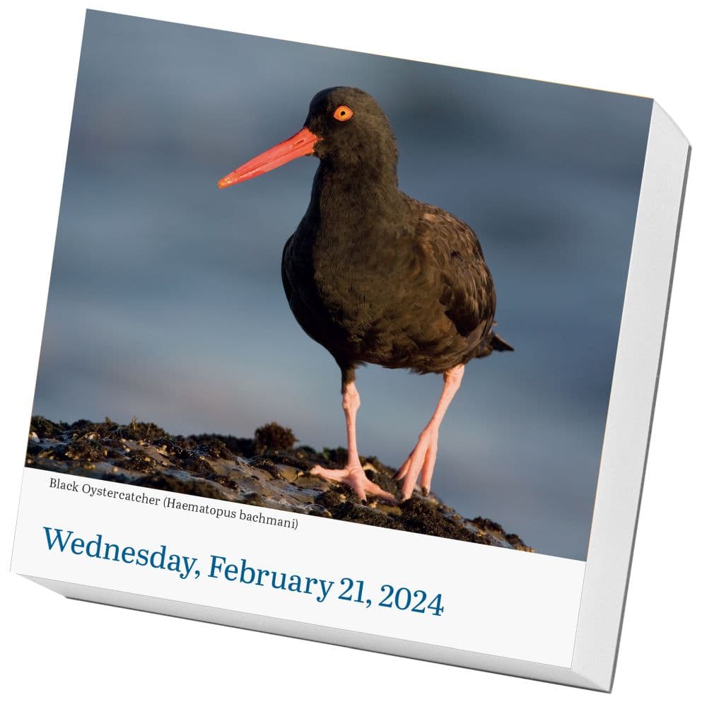 Audubon Birds 2024 Desk Calendar