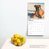 image Boxers International 2025 Wall Calendar