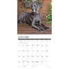 image Just Great Danes 2025 Wall Calendar Second Alternate Image width="1000" height="1000"