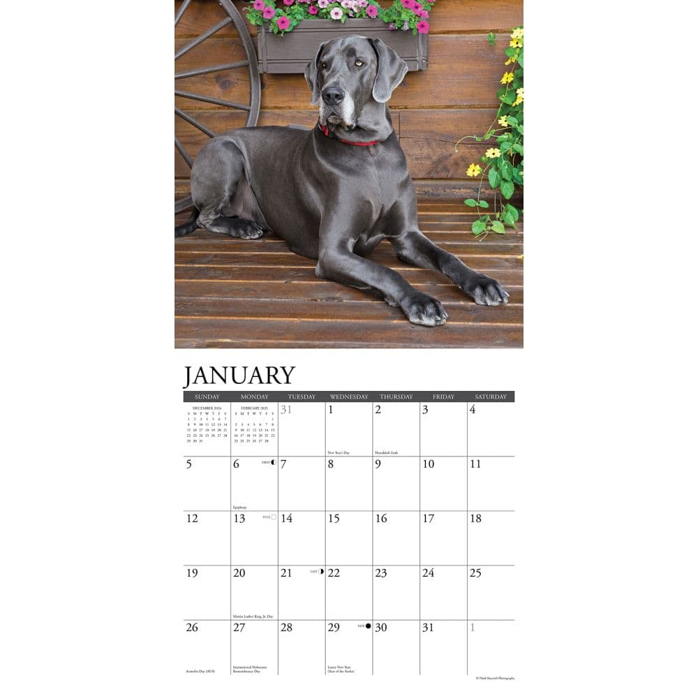 Just Great Danes 2025 Wall Calendar Second Alternate Image width=&quot;1000&quot; height=&quot;1000&quot;