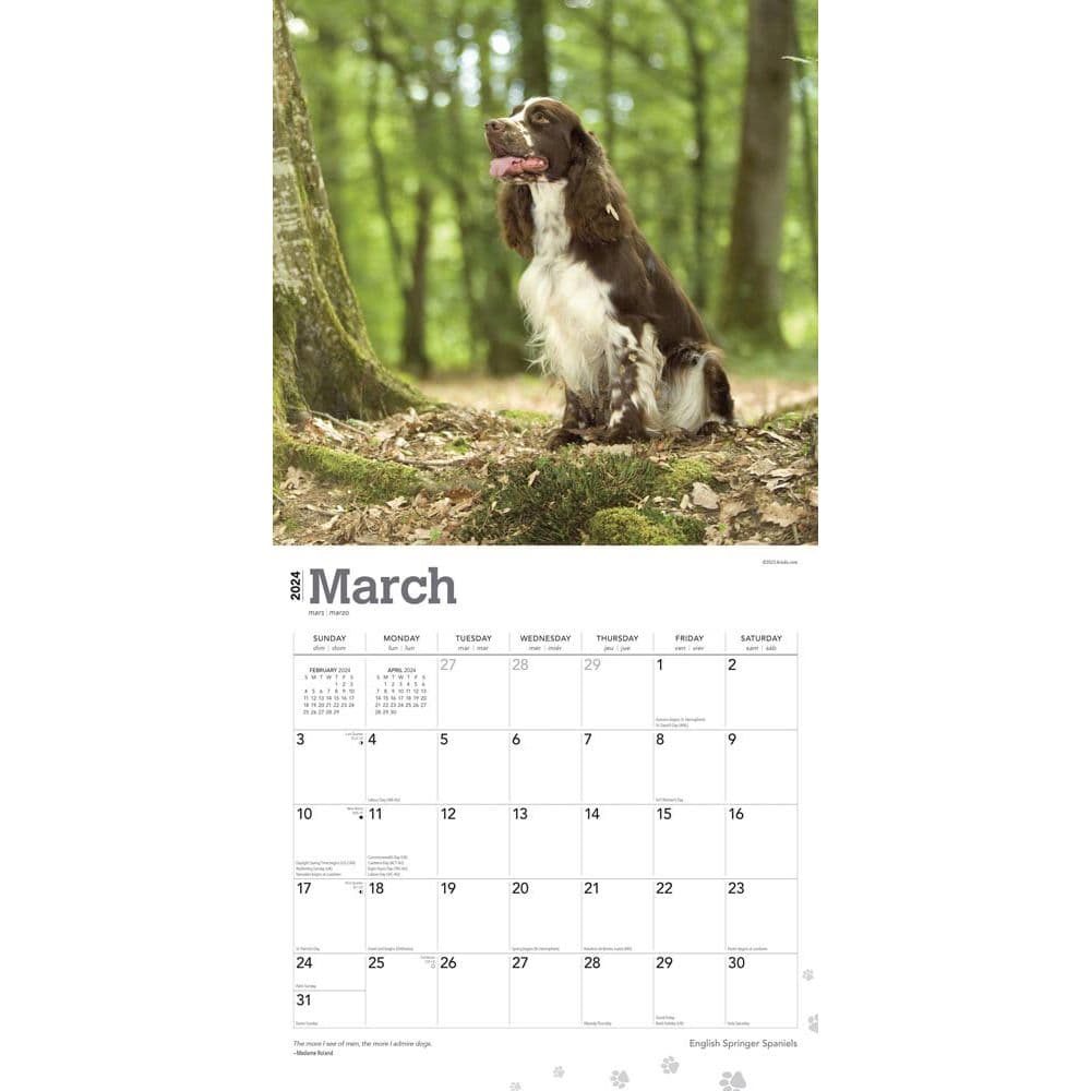 English Springer Spaniels 2024 Wall Calendar