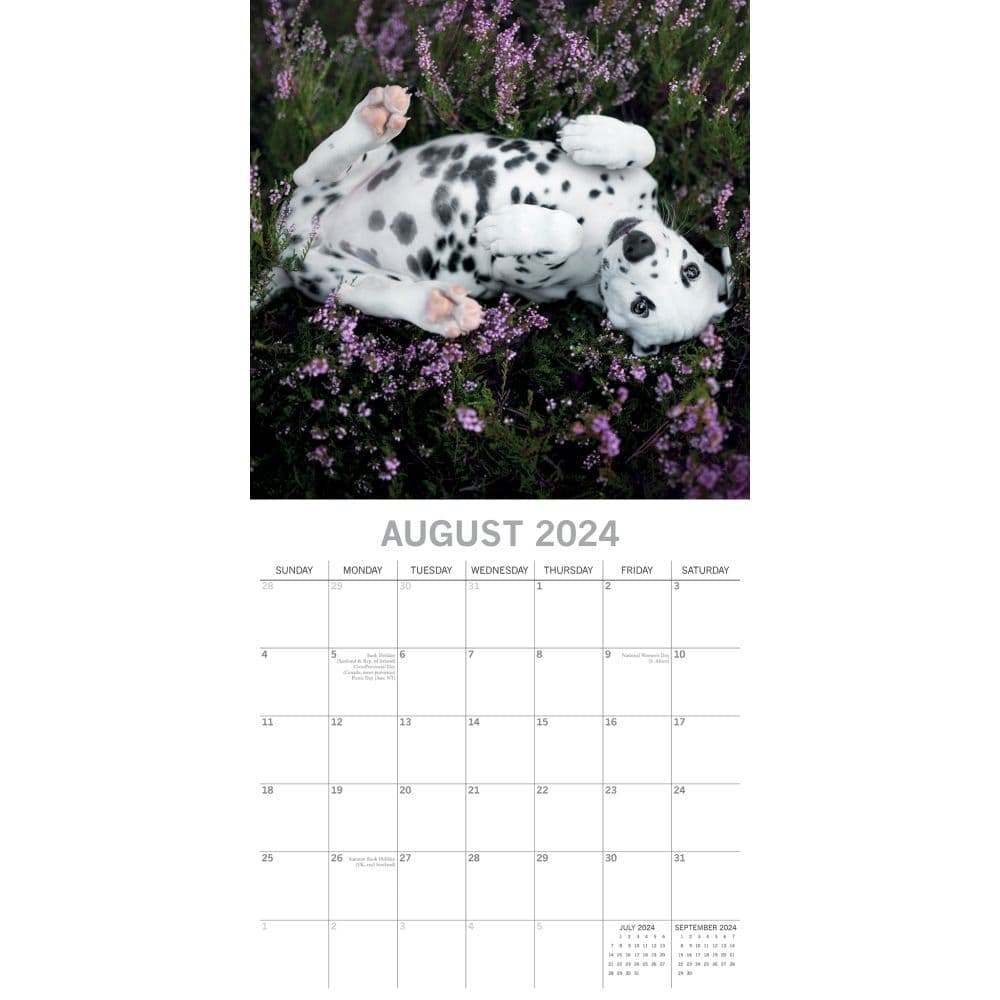 Dalmatians 2024 Wall Calendar