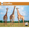 image WWF Giraffes 2027 Wall Calendar Main Image