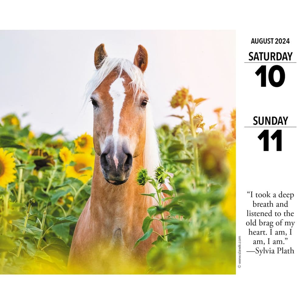 What Horses Teach Us 2024 Desk Calendar