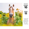 image What Horses Teach Us 2024 Desk Calendar Alternate Image 2