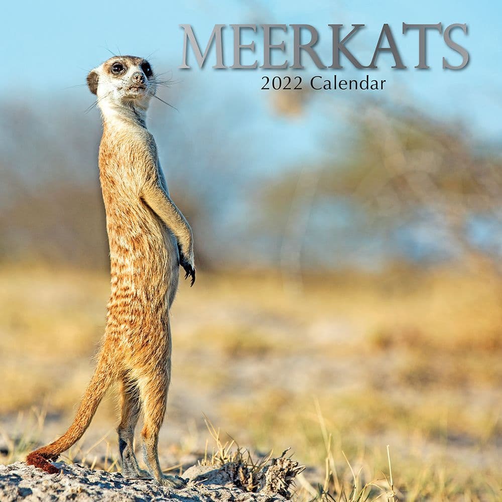 Meerkats 2022 Wall Calendar
