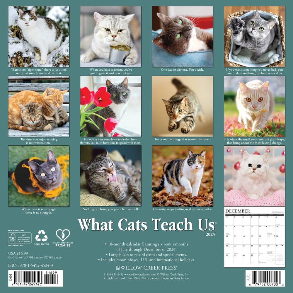 What Cats Teach Us 2025 Wall Calendar
