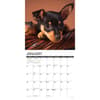 image Just Miniature Pinschers 2025 Wall Calendar Second Alternate Image width="1000" height="1000"